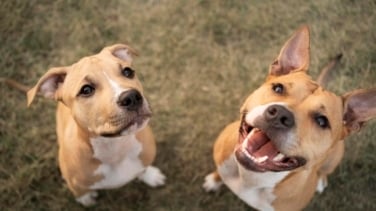 Así es la nueva rebaja fiscal para las familias que tengan un animal de compañía