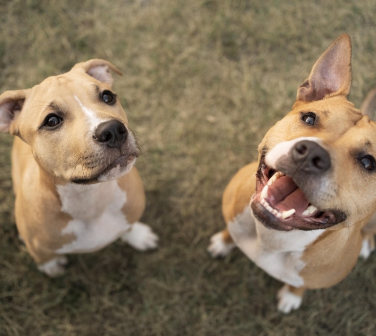 Así es la nueva rebaja fiscal para las familias que tengan un animal de compañía