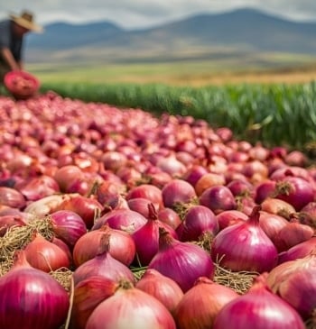 ¿En qué se diferencia la cebolla morada de la blanca y que [...]