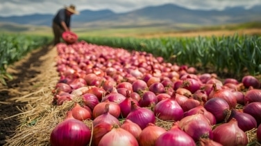 ¿En qué se diferencia la cebolla morada de la blanca y que beneficios aporta?