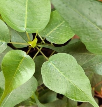 Cómo cuidar en ficus en casa y dónde debes ponerlo para que [...]