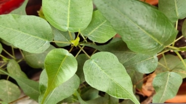 Cómo cuidar en ficus en casa y dónde debes ponerlo para que crezca sano
