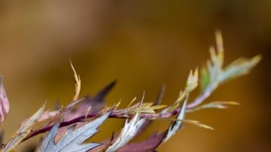 Equinoccio de otoño 2025: el fin del verano a la vuelta de la esquina