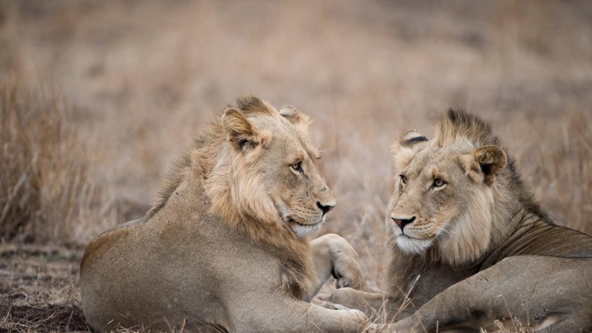 Leones machos descansando en el suelo.