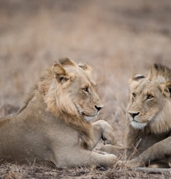 Una manada de leones mata a un empleado de un zoológico con [...]