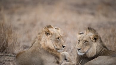 Una manada de leones matan a un empleado de un zoológico con mordidas letales frente a los turistas