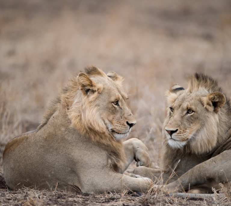Una manada de leones mata a un empleado de un zoológico con mordidas letales frente a los turistas