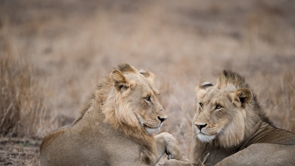 Una manada de leones mata a un empleado de un zoológico con mordidas letales frente a los turistas