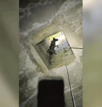 Rescatado un perro que se encontraba en un pozo a ocho metros [...]