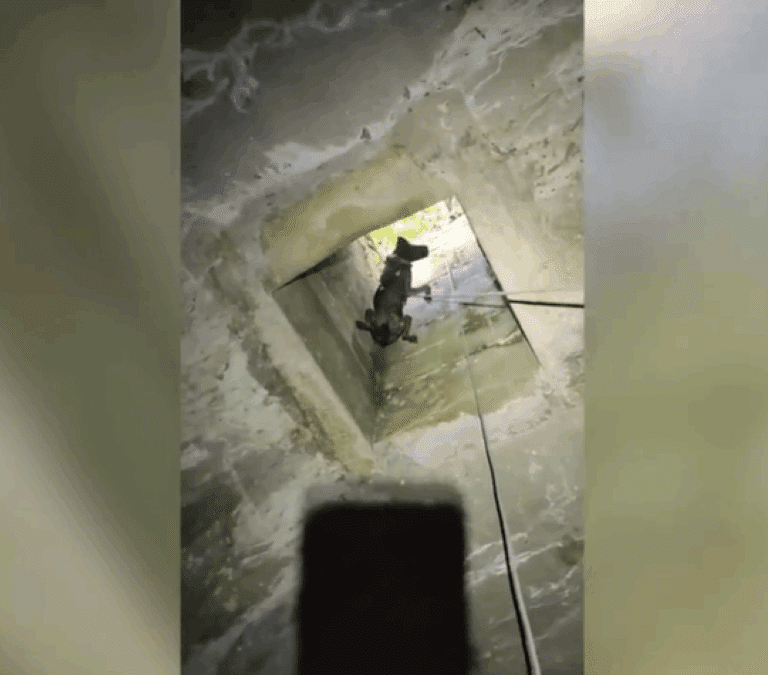 Rescatado un perro que se encontraba en un pozo a ocho metros de profundidad en Teruel