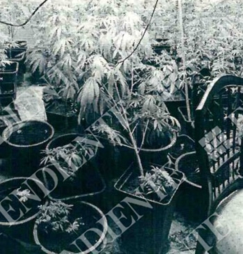 La Policía intervino 1.559 plantas de marihuana a los hijos del dueño [...]