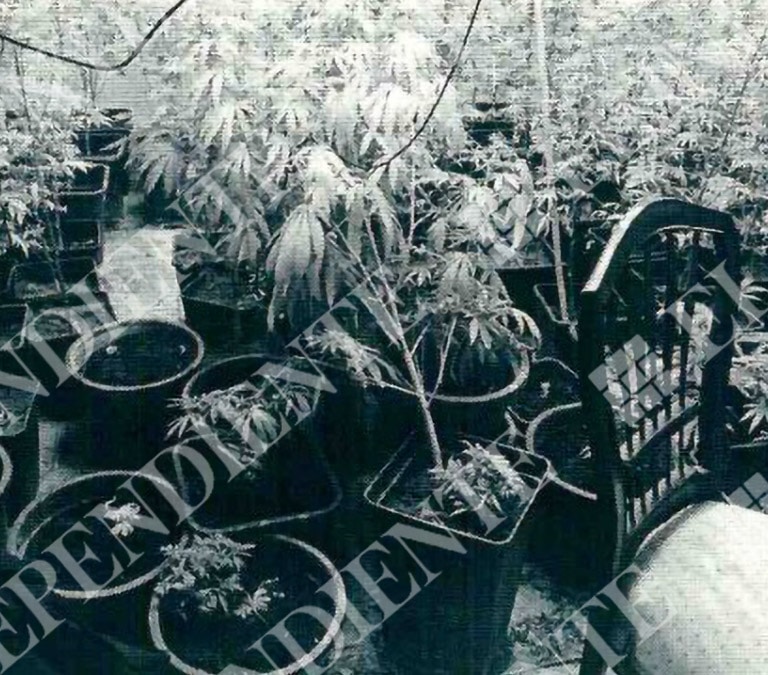 La Policía intervino 1.559 plantas de marihuana a los hijos del dueño del Grupo Orenes