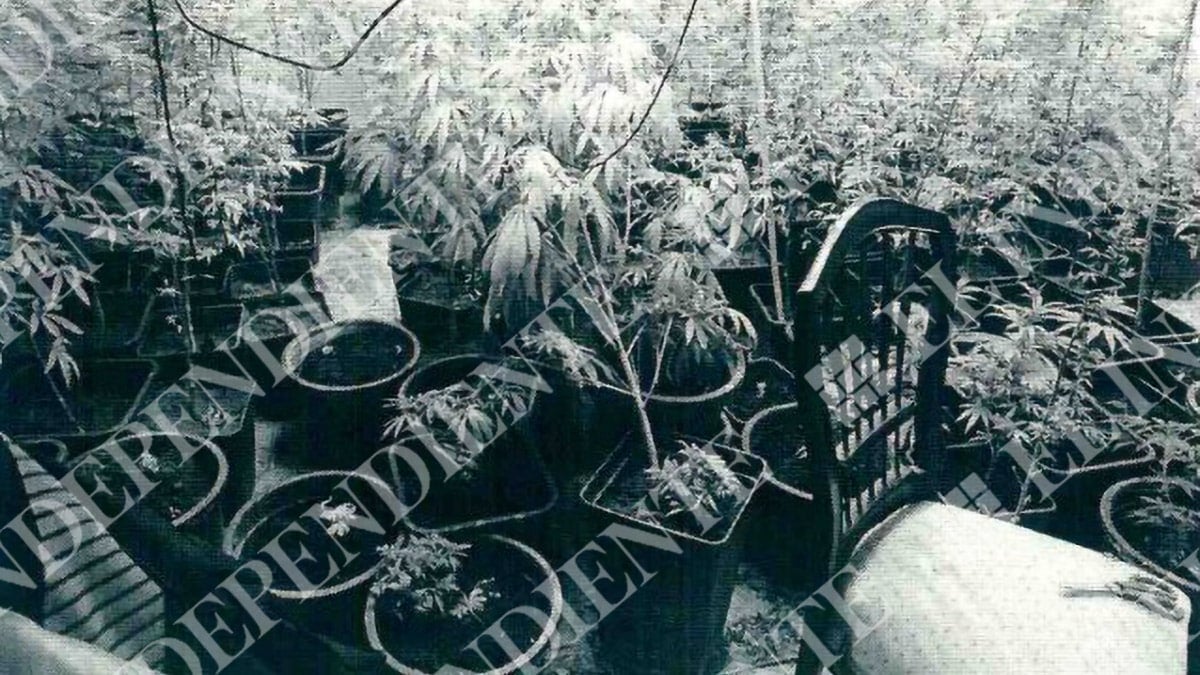 La Policía intervino 1.559 plantas de marihuana a los hijos del dueño del Grupo Orenes