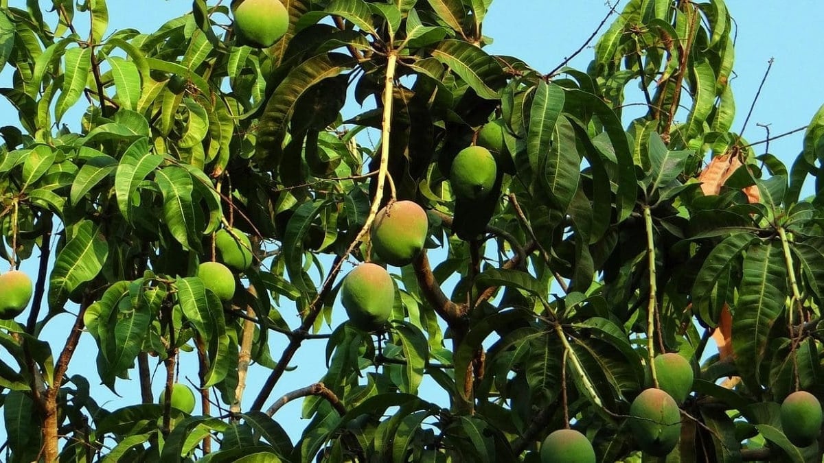 Plantar Mango