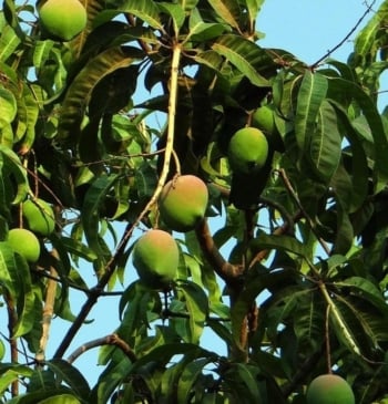 El truco para poder plantar en tu jardín un árbol de mango