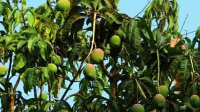 El truco para poder plantar en tu jardín un árbol de mango