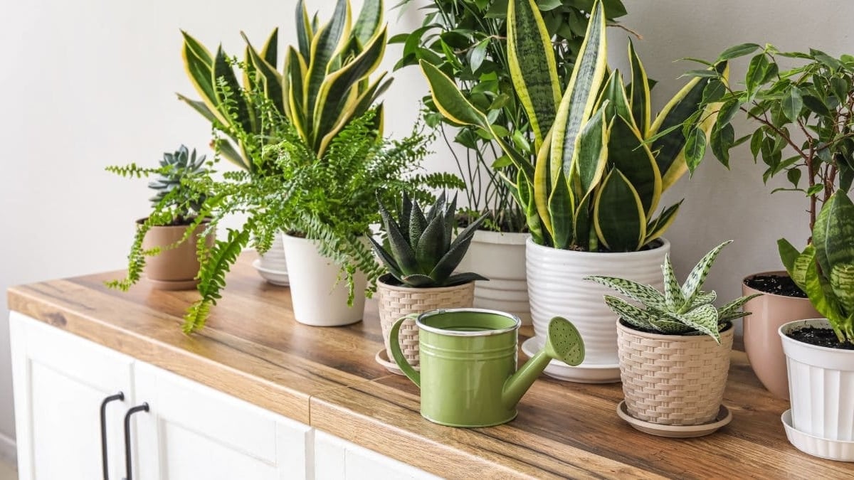 Plantas interior