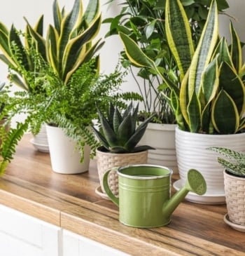 El truco para que las plantas de interior crezcan mejor