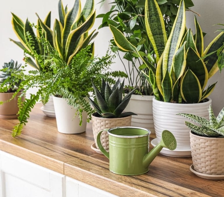 El truco para que las plantas de interior crezcan mejor