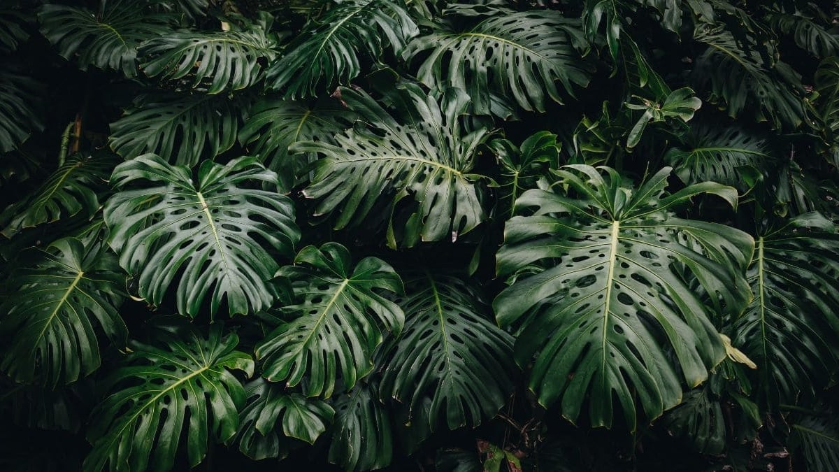 Plantas otoño
