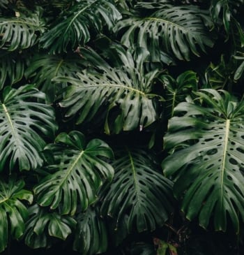 Las mejores plantas que puedes tener en casa con la llegada del [...]