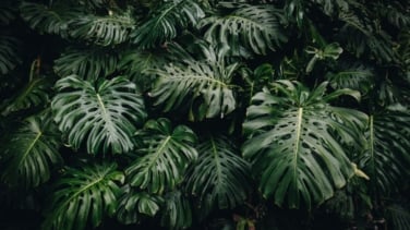 Las mejores plantas que puedes tener en casa con la llegada del otoño