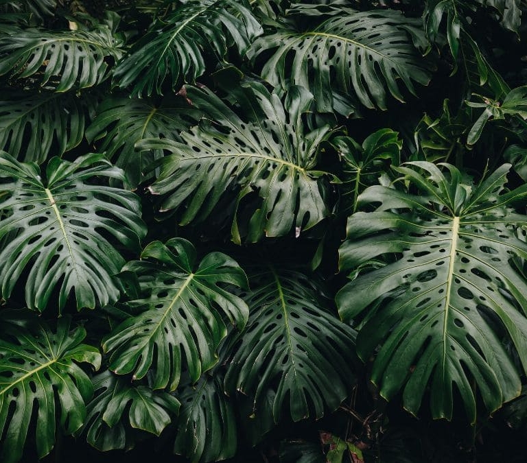 Las mejores plantas que puedes tener en casa con la llegada del otoño