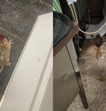 Jucil denuncia la presencia de ratas y la falta de higiene en [...]