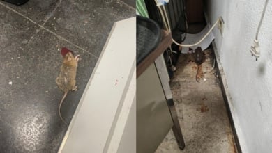 Jucil denuncia la presencia de ratas y la falta de higiene en Barajas