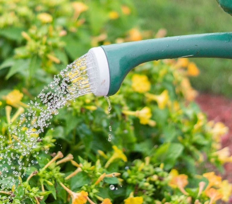 La regla para saber si tus plantas necesitan agua
