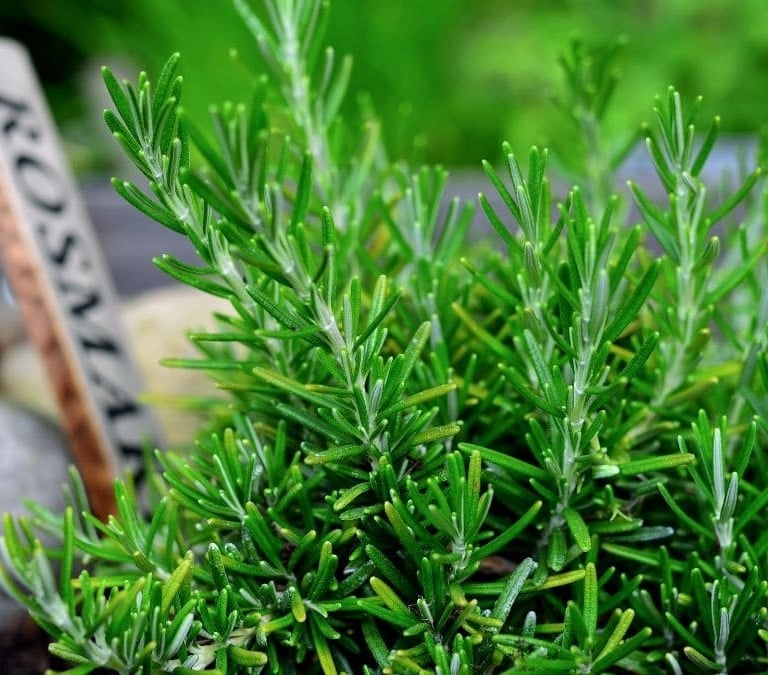 El motivo de salud por el que deberías hervir romero en casa