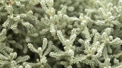 El arbusto que debes plantar en tu jardín: resiste a la sequía y repele los mosquitos