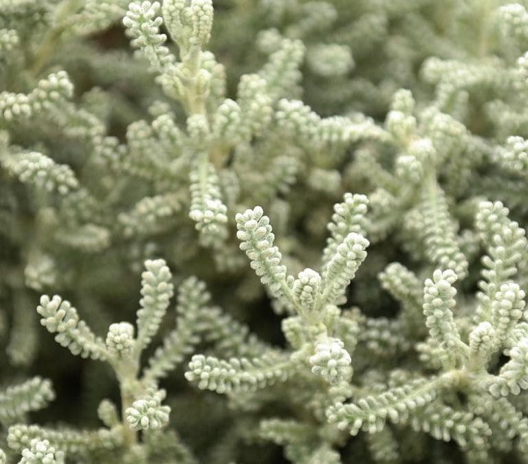 El arbusto que debes plantar en tu jardín: resiste a la sequía y repele los mosquitos