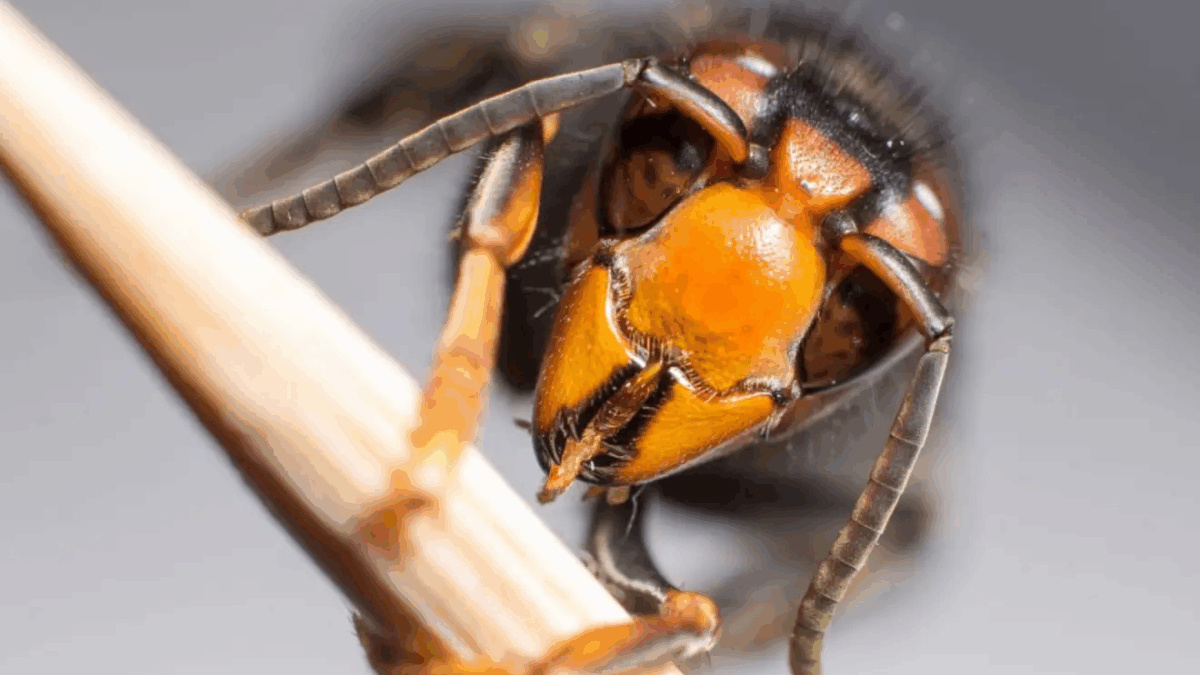 Imagen de la avispa velutina