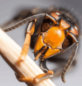 Así es la avispa velutina, el insecto que aterroriza Galicia y ha [...]
