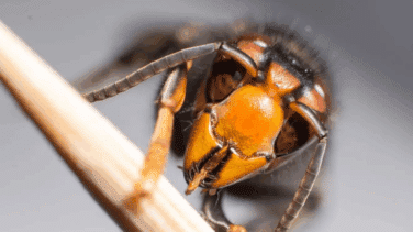 Así es la avispa velutina, el insecto que aterroriza Galicia y ha matado 3 personas en 15 días