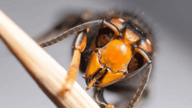 Así es la avispa velutina, el insecto que aterroriza Galicia y ha matado 3 personas en 15 días