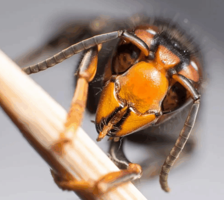 Así es la avispa velutina, el insecto que aterroriza Galicia y ha matado 3 personas en 15 días