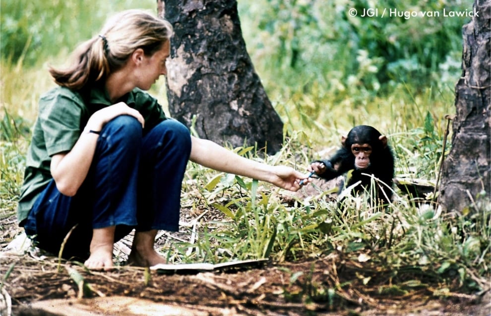 Jane Goodall.
