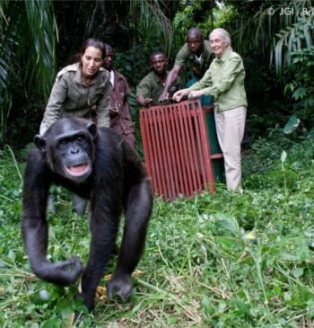 El vídeo del abrazo de Jane Goodall con una chimpancé que emocionó [...]