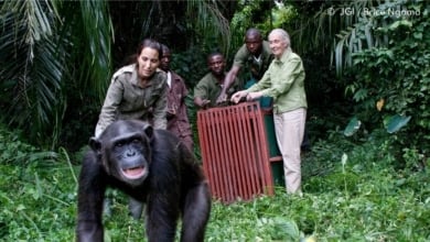 El vídeo del abrazo de Jane Goodall con una chimpancé que emocionó al mundo