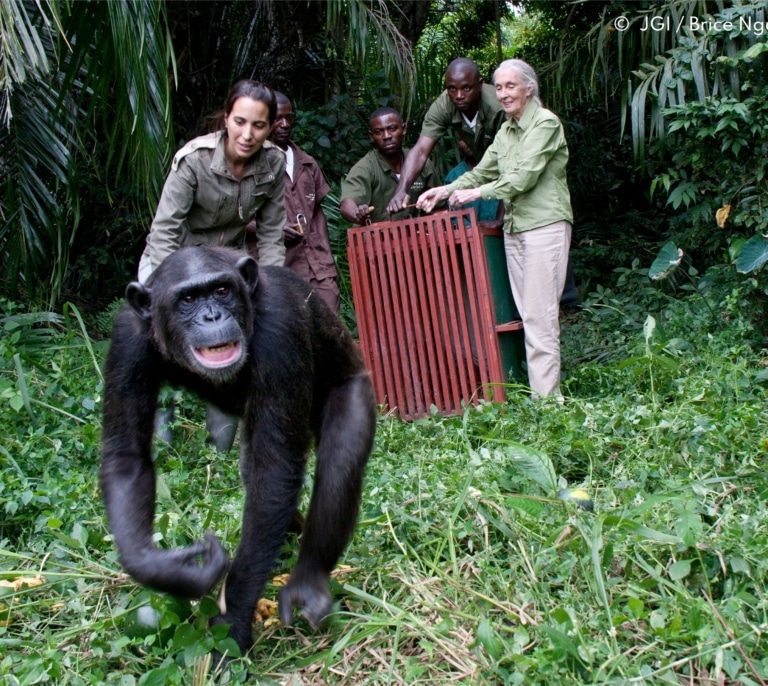 El vídeo del abrazo de Jane Goodall con una chimpancé que emocionó al mundo