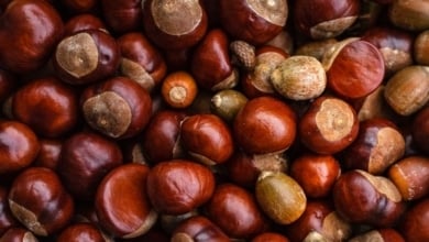 Los beneficios para el organismo de consumir castañas con la llegada del frío