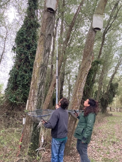 Los investigadores buscando murciélagos de la investigación en un nido.