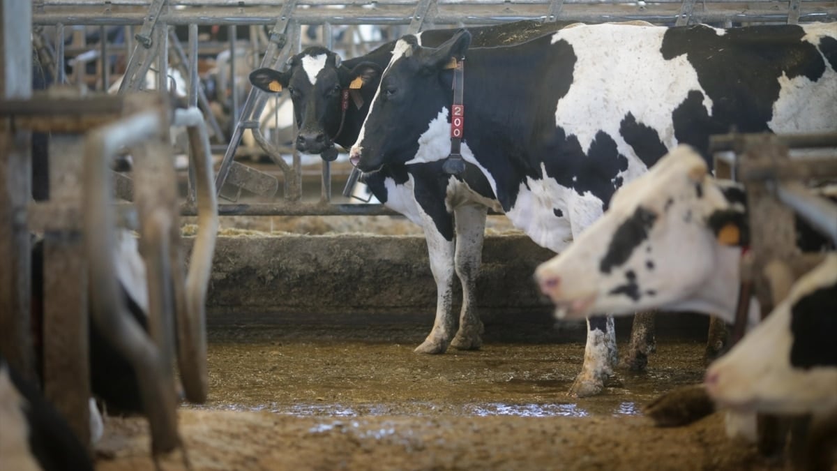 Dura derrota del 'cártel de la leche': un juzgado les condena por prácticas anticompetitivas