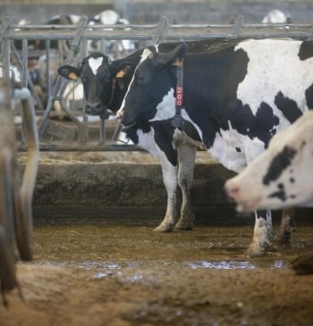 Dura derrota del 'cártel de la leche': un juzgado les condena por [...]