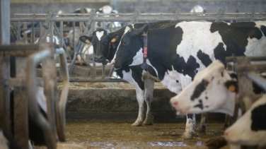 Dura derrota del 'cártel de la leche': un juzgado les condena por prácticas anticompetitivas