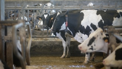 Dura derrota del 'cártel de la leche': un juzgado les condena por prácticas anticompetitivas