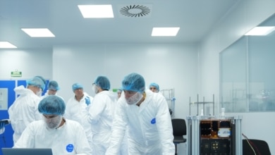 Logran el primer trasplante en cerdos de riñones modificados con organoides humanos