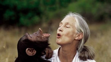 Muere la etóloga británica Jane Goodall a los 91 años